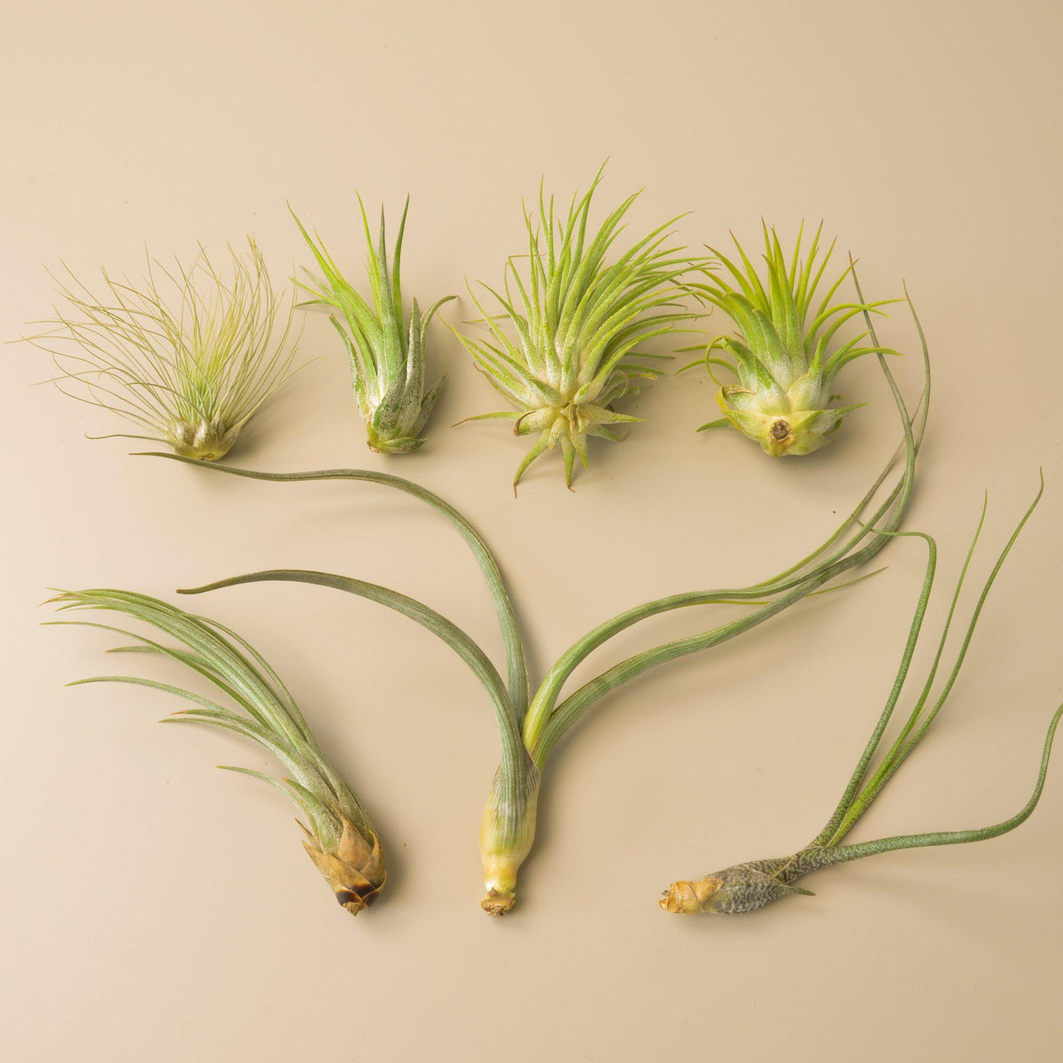 7 Tillandsia Air Plant Variety Pack - BetterGrow Hydro