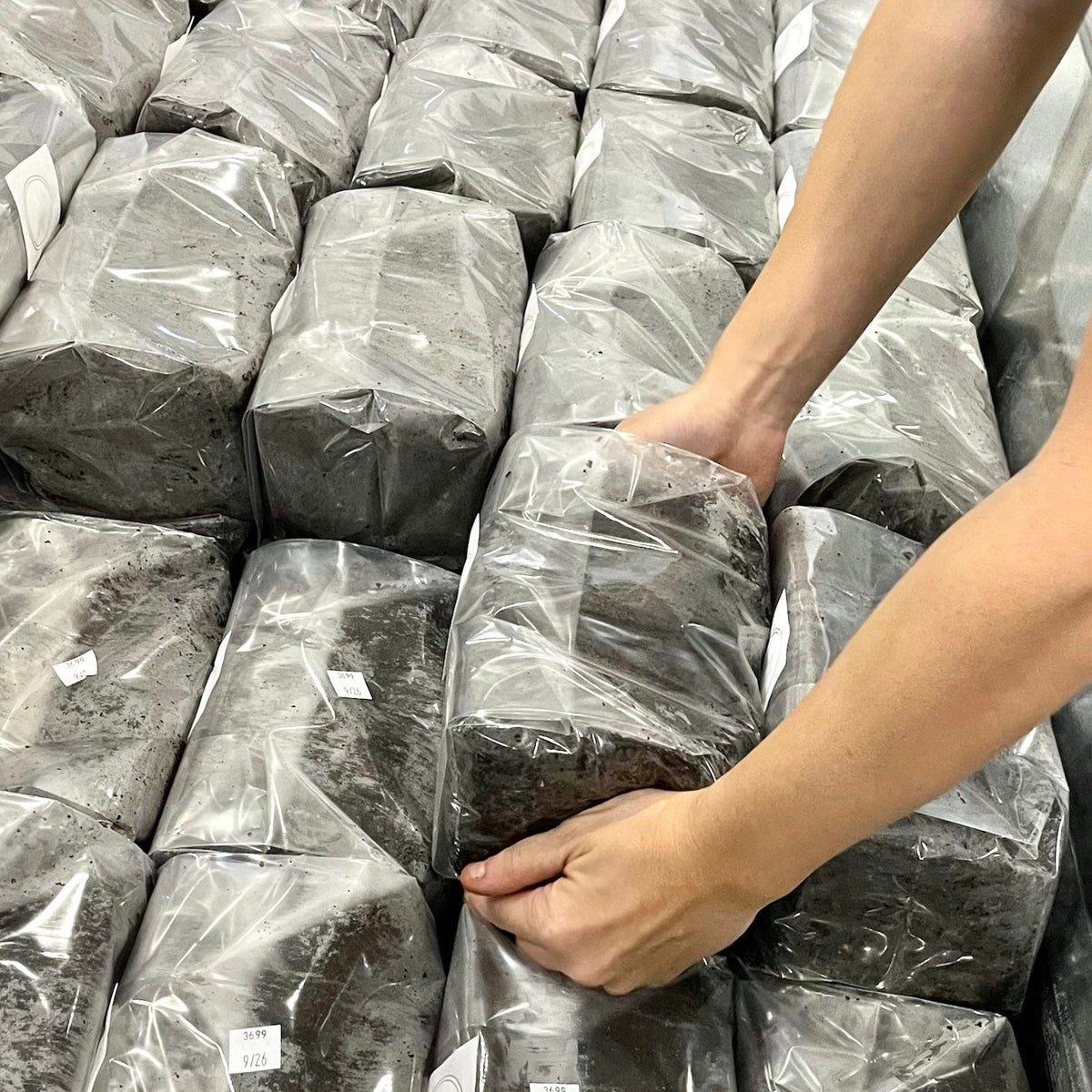 8-Pack ‘Boomr Bag’ Manure-Based Sterile Mushroom Substrate - BetterGrow Hydro
