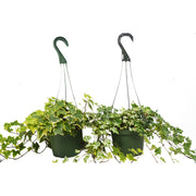 2 English Ivy Variety Pack - FREE Care Guide - 6" Hanging Pot