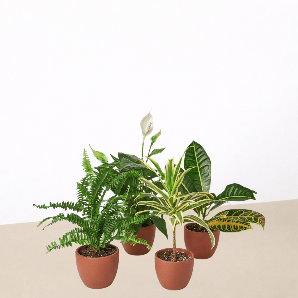 Air Purifying Variety Bundle - BetterGrow Hydro