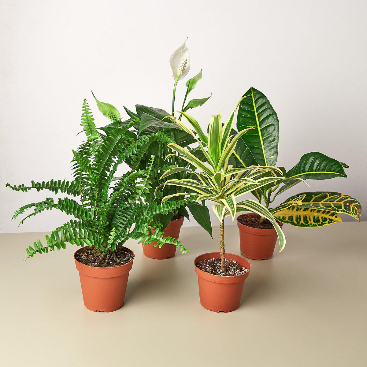 Air Purifying Variety Bundle - BetterGrow Hydro