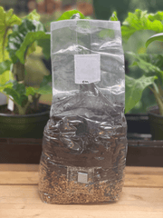 All - in - One Grow Bag for Dung - Loving Mushrooms - 4 lb - BetterGrow Hydro