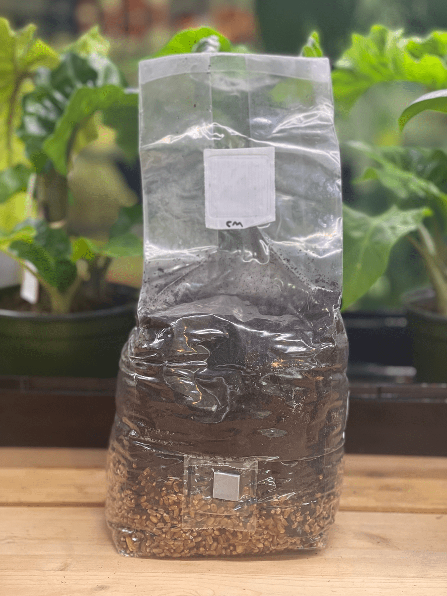 All - in - One Grow Bag for Dung - Loving Mushrooms - 4 lb - BetterGrow Hydro