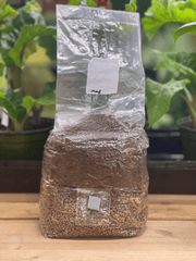 All - in - One Grow Bag for Wood - Loving Mushrooms - 4 lb - BetterGrow Hydro