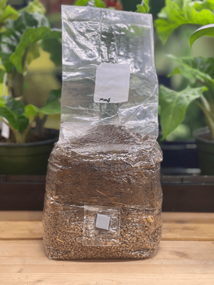 All - in - One Grow Bag for Wood - Loving Mushrooms - 4 lb - BetterGrow Hydro