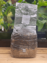 All - in - One Grow Bag - Portobello Mushroom Mix - 4 lb - BetterGrow Hydro