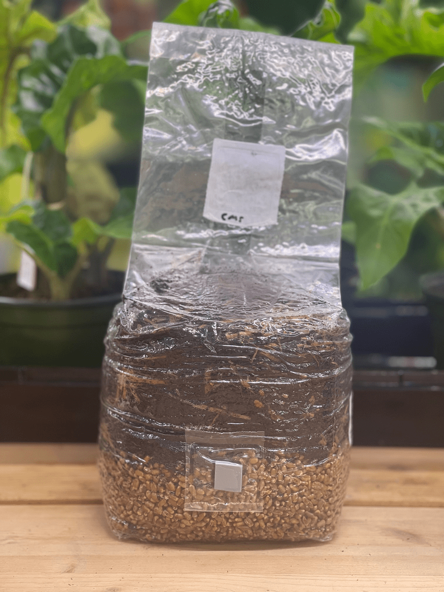 All - in - One Grow Bag - Portobello Mushroom Mix - 4 lb - BetterGrow Hydro