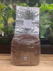 All - in - One Grow Bag - Shiitake Mushroom Mix - 4 lb - BetterGrow Hydro