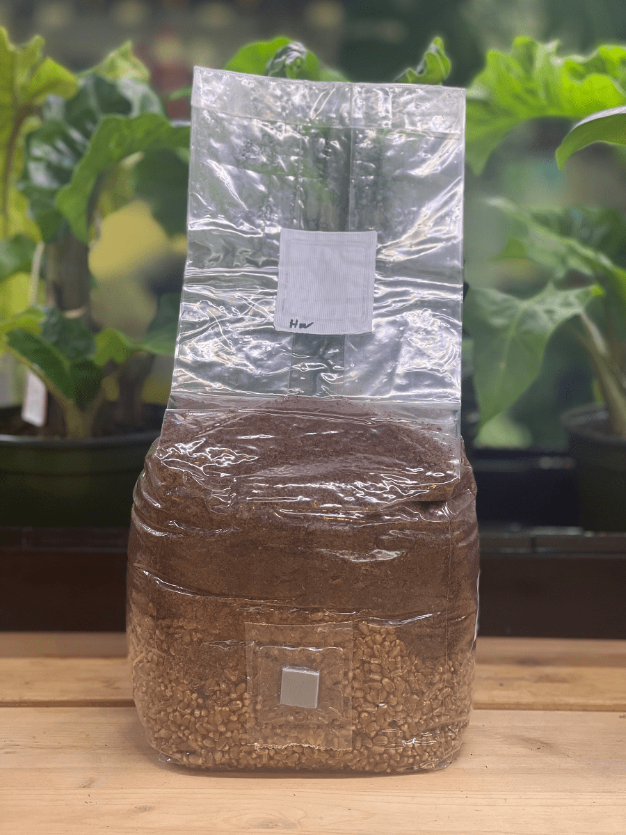 All - in - One Grow Bag - Shiitake Mushroom Mix - 4 lb - BetterGrow Hydro