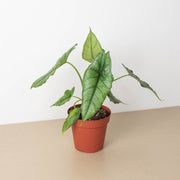 Alocasia 'Dragons Breath' - BetterGrow Hydro