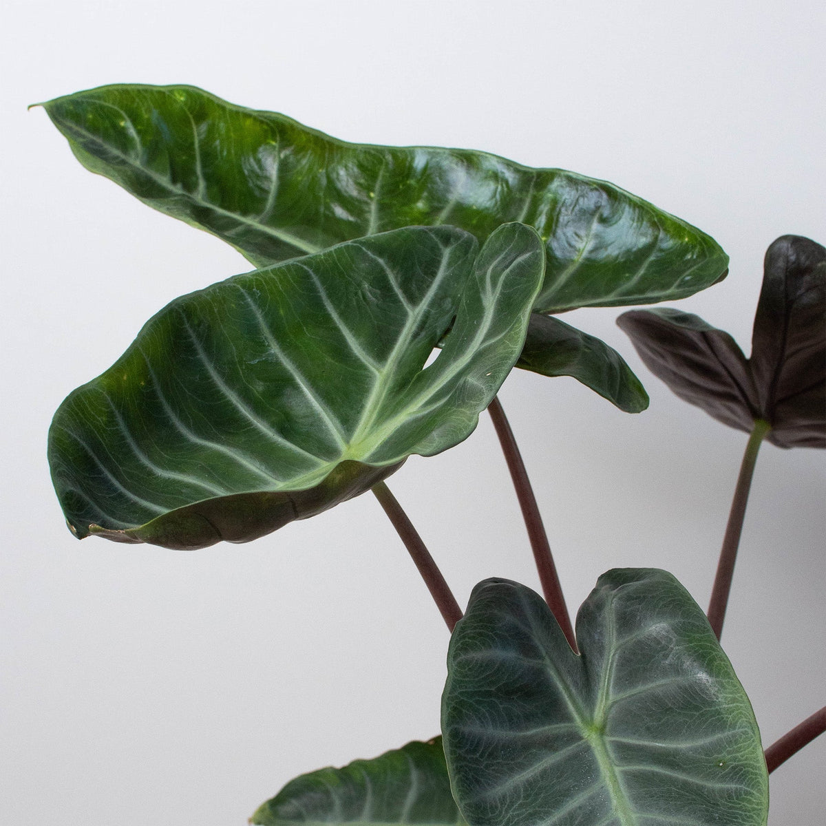 Alocasia 'Ebony' - BetterGrow Hydro