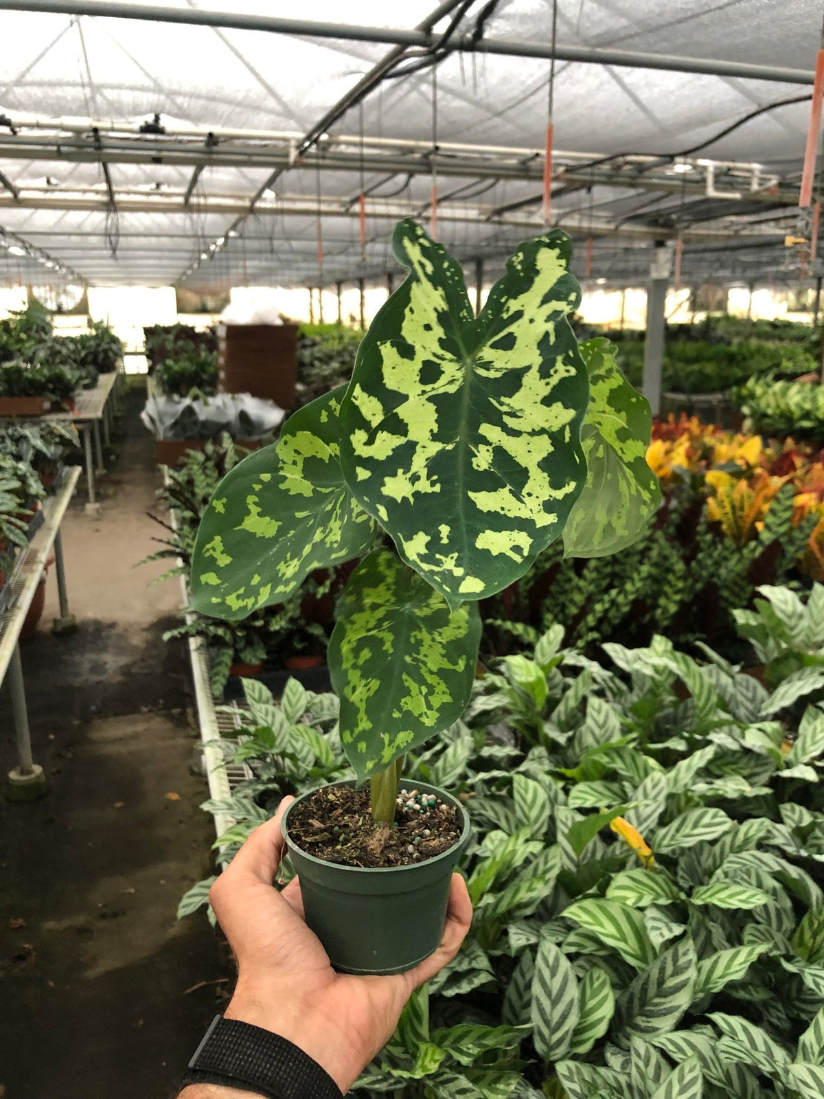 Alocasia 'Hilo Beauty' - BetterGrow Hydro