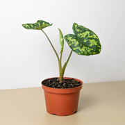 Alocasia 'Hilo Beauty' - BetterGrow Hydro