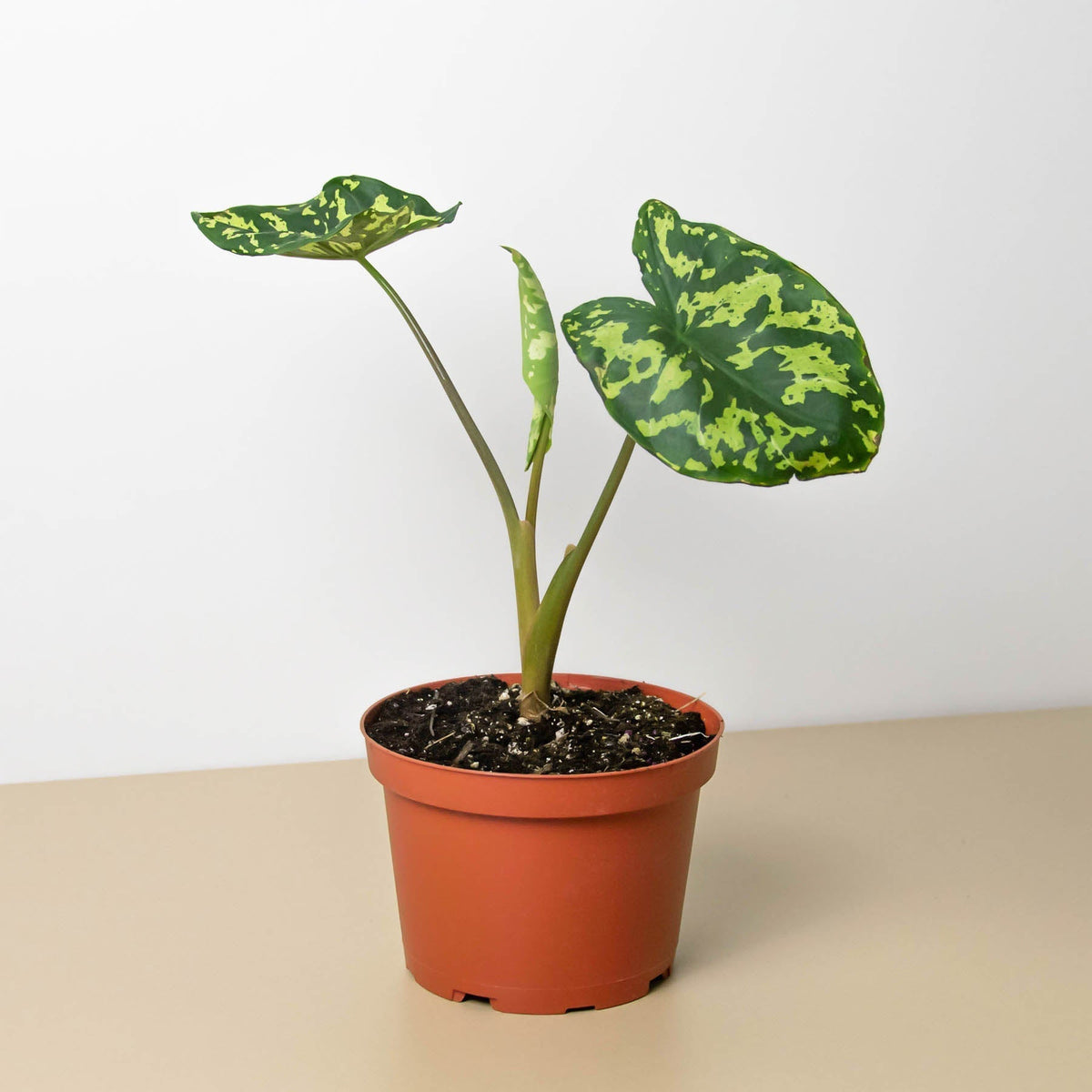 Alocasia 'Hilo Beauty' - BetterGrow Hydro