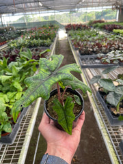 Alocasia 'Jacklyn' - BetterGrow Hydro