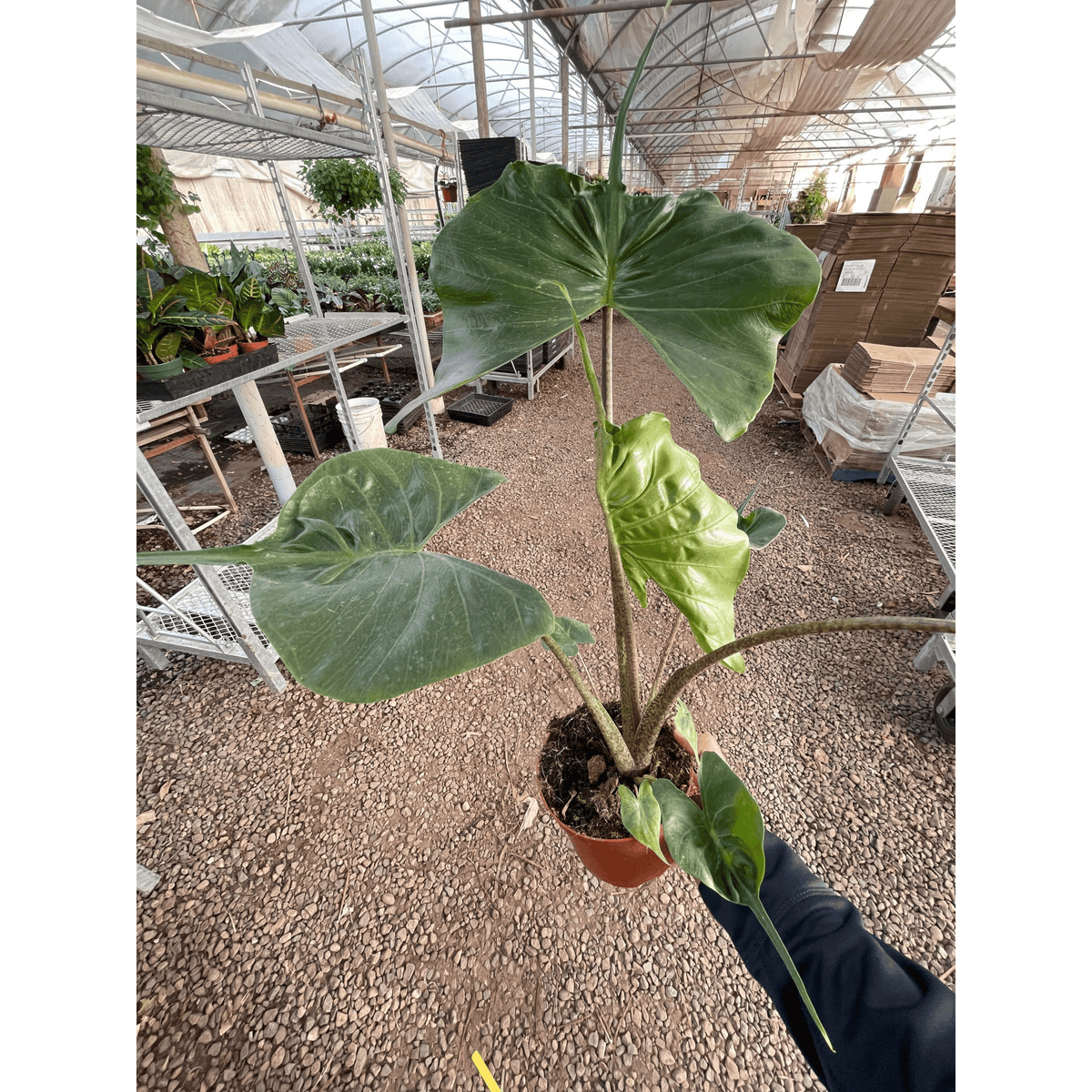 Alocasia macrorrhizos 'Stingray' - BetterGrow Hydro