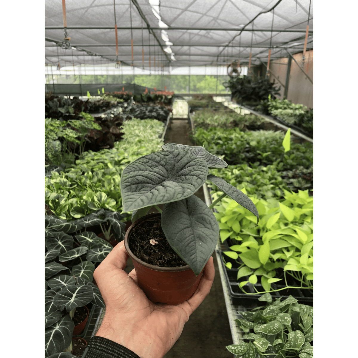Alocasia 'Melo' - BetterGrow Hydro