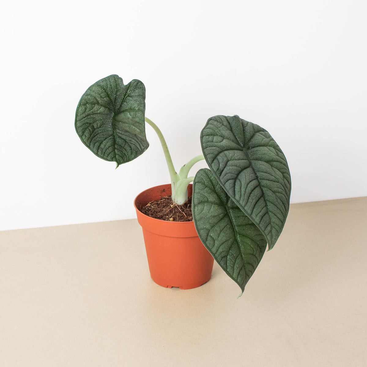 Alocasia 'Melo' - BetterGrow Hydro