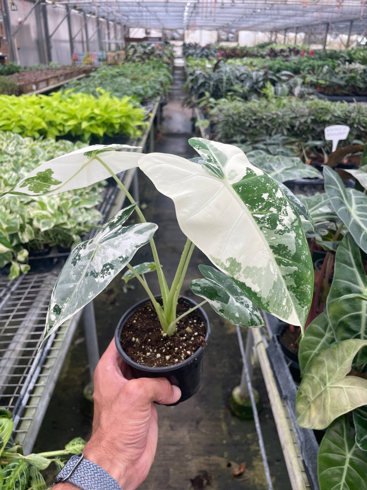 Alocasia Micholitziana 'Frydek' Variegated - BetterGrow Hydro
