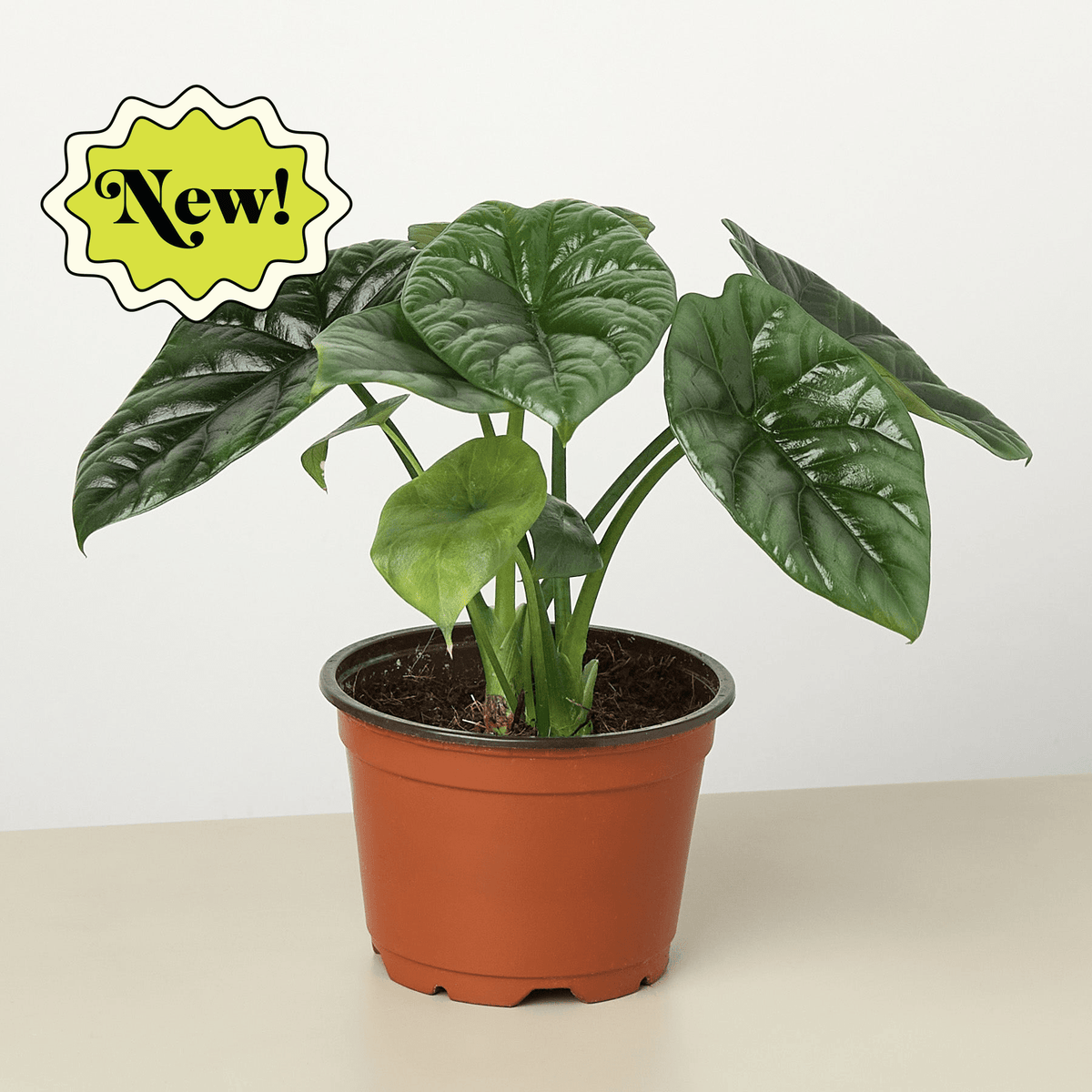 Alocasia 'Mirror Face' - 4" Pot - BetterGrow Hydro