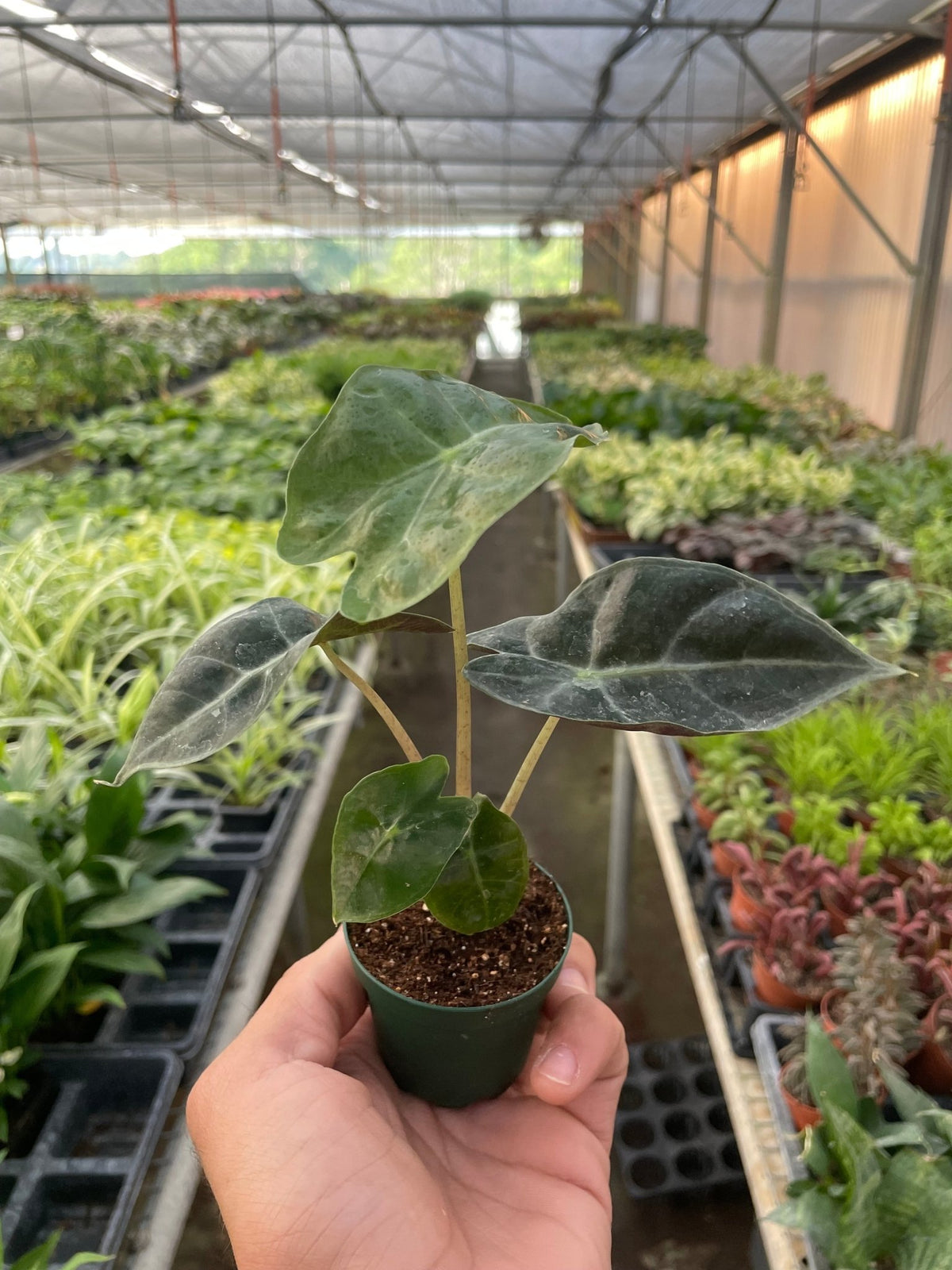 Alocasia Polly 'African Mask' - BetterGrow Hydro
