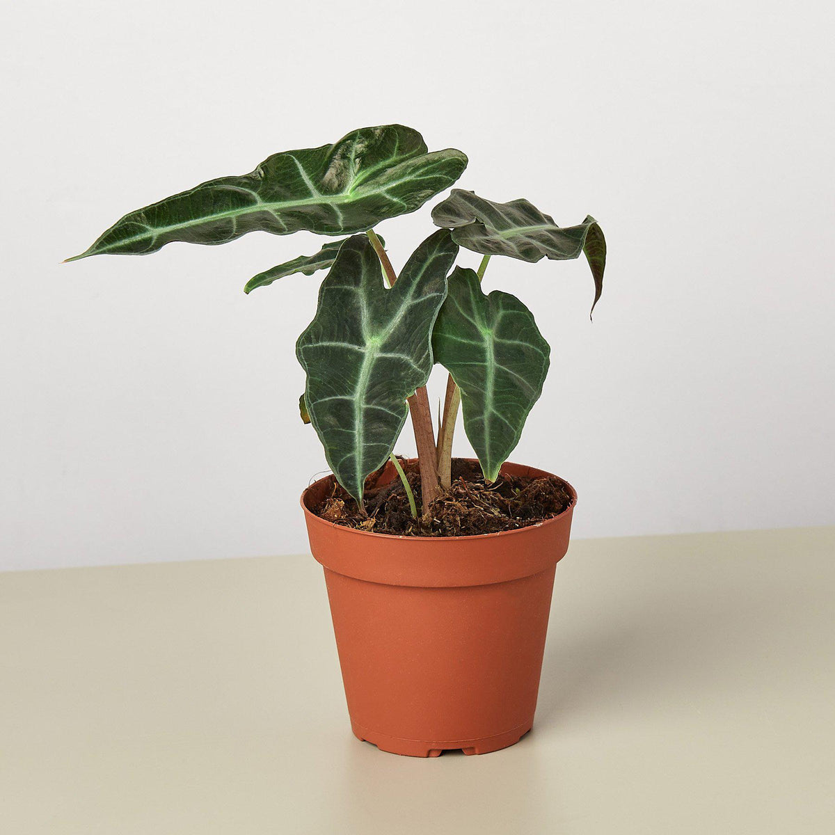 Alocasia Polly 'African Mask' - BetterGrow Hydro