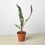 Alocasia 'Purple Sword' - BetterGrow Hydro