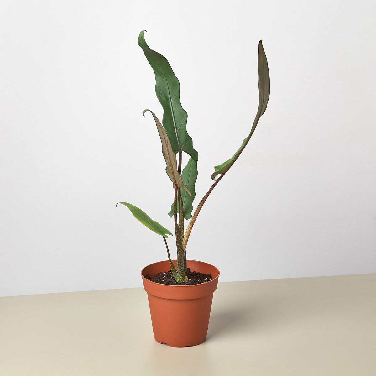 Alocasia 'Purple Sword' - BetterGrow Hydro