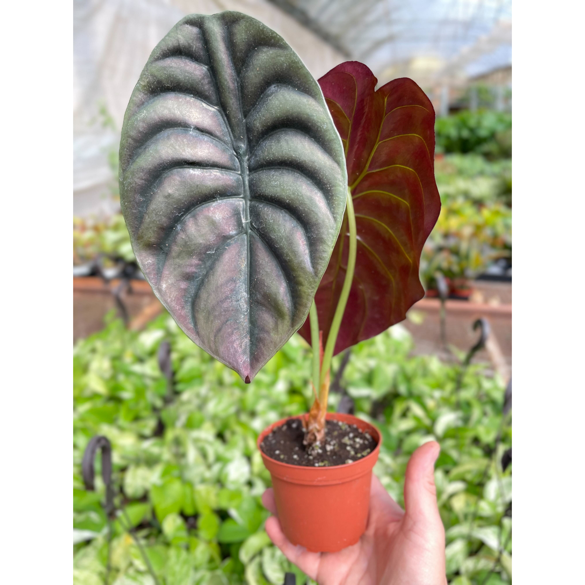 Alocasia 'Red Secret' - BetterGrow Hydro