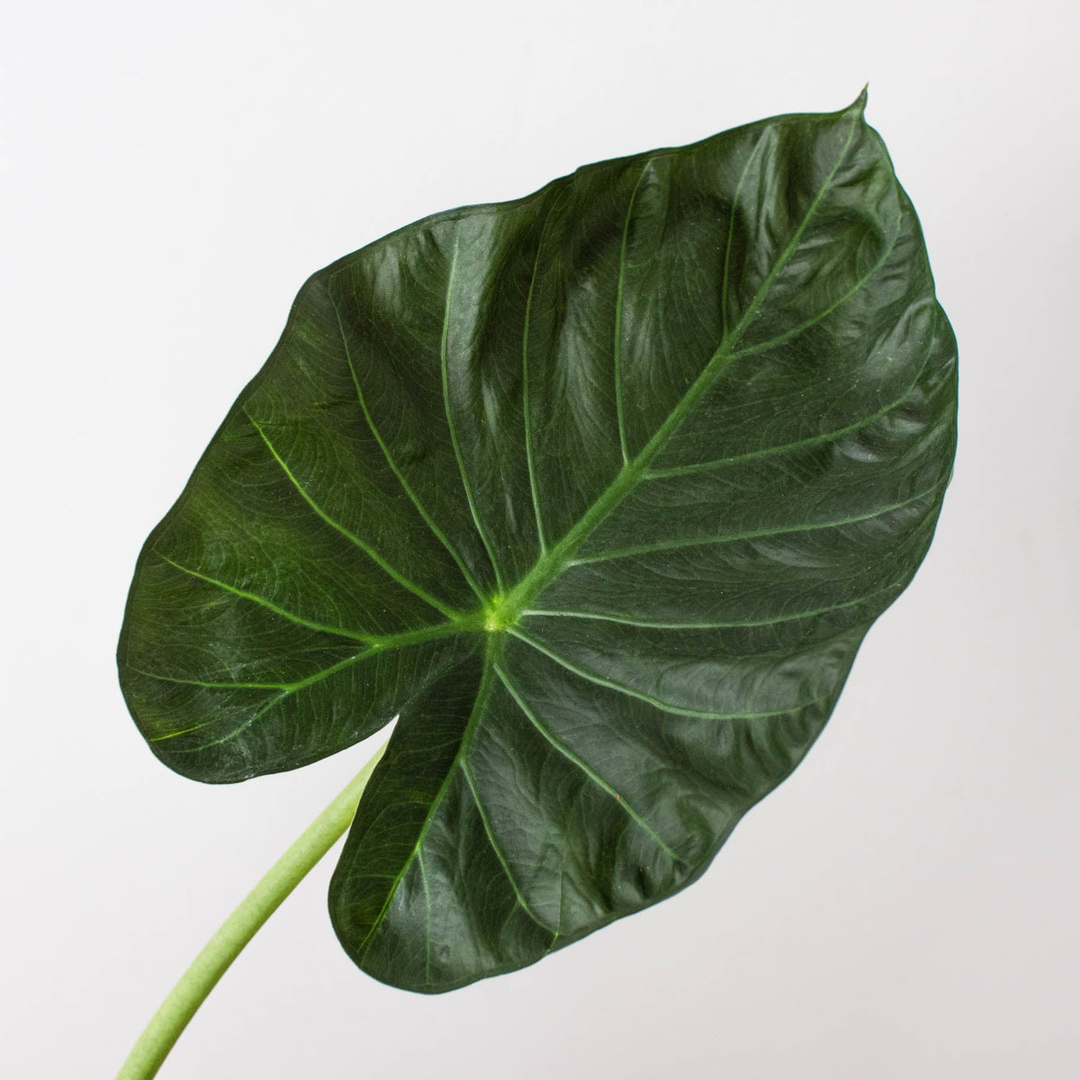 Alocasia 'Regal Shield' - BetterGrow Hydro