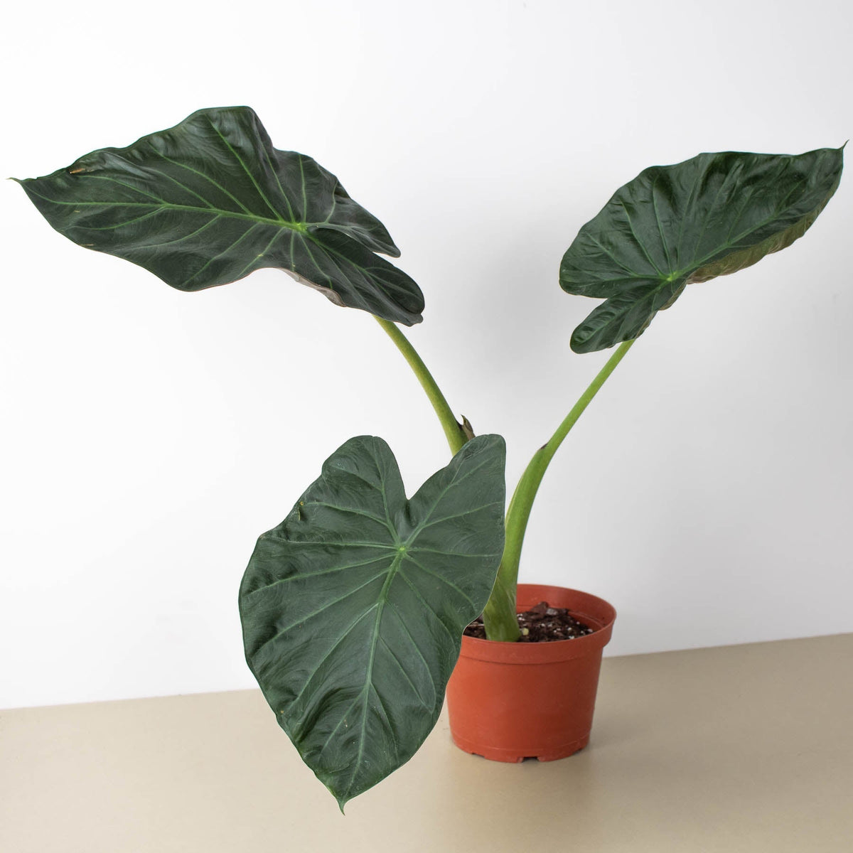 Alocasia 'Regal Shield' - BetterGrow Hydro