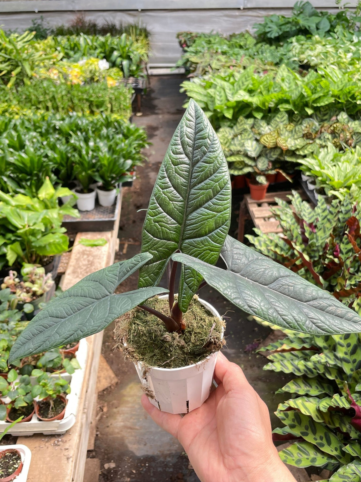 Alocasia 'Scalprum' - BetterGrow Hydro