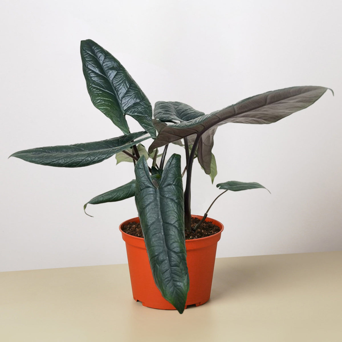 Alocasia 'Scalprum' - BetterGrow Hydro