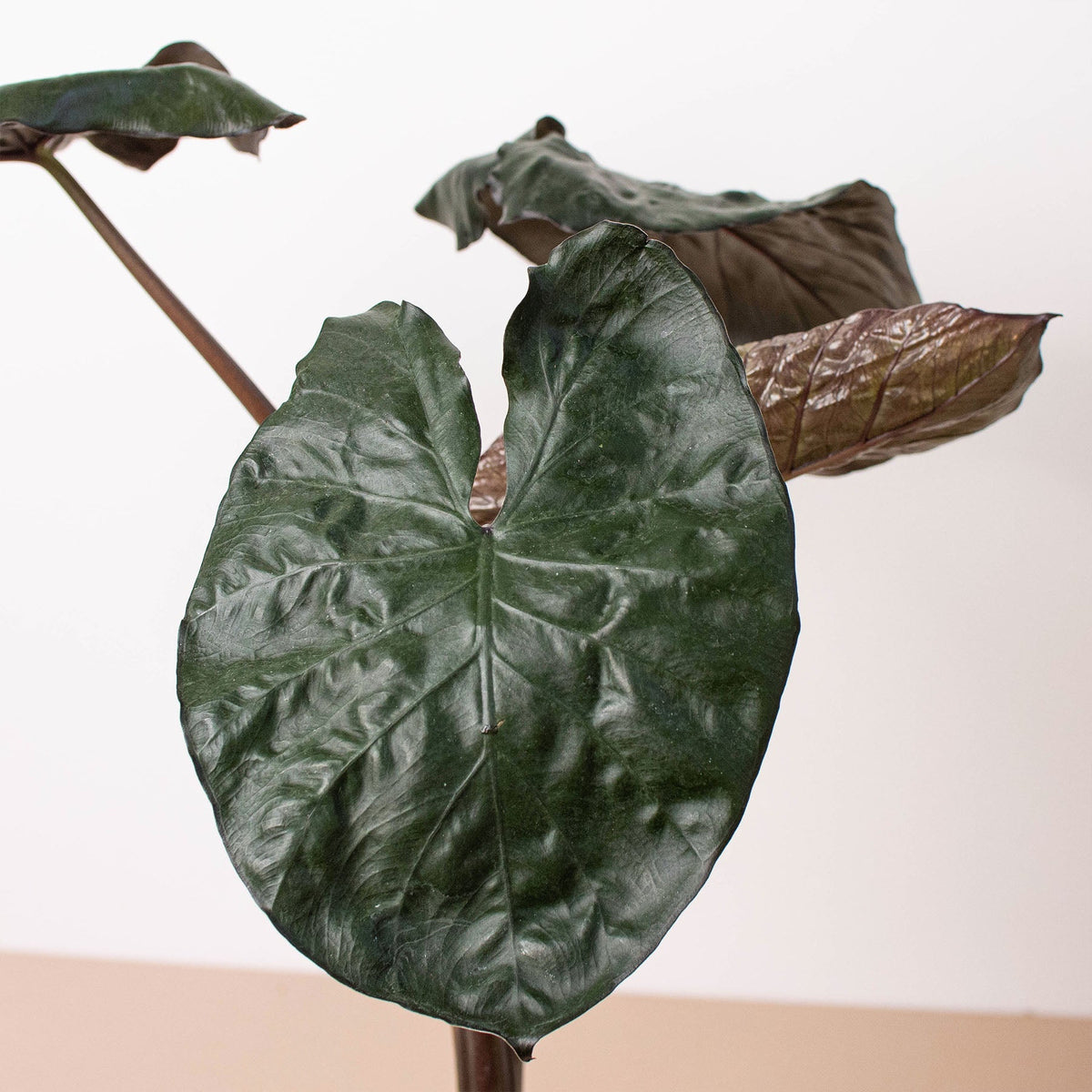 Alocasia 'Serendipity' - BetterGrow Hydro