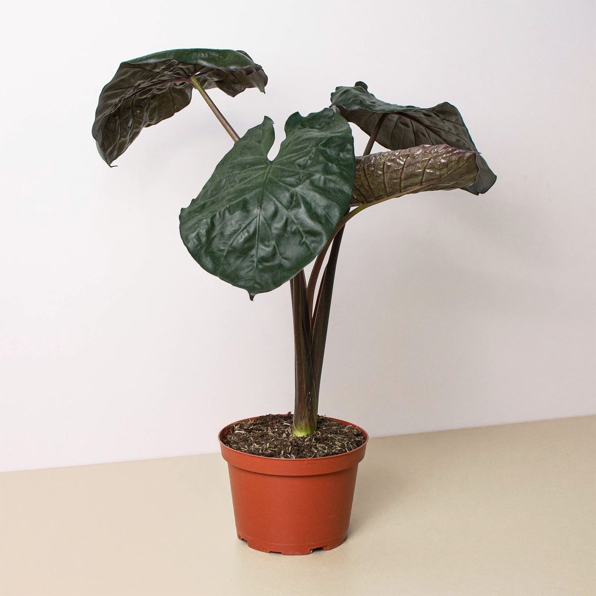 Alocasia 'Serendipity' - BetterGrow Hydro