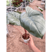 Alocasia Yucatan Princess - 4" Pot - BetterGrow Hydro