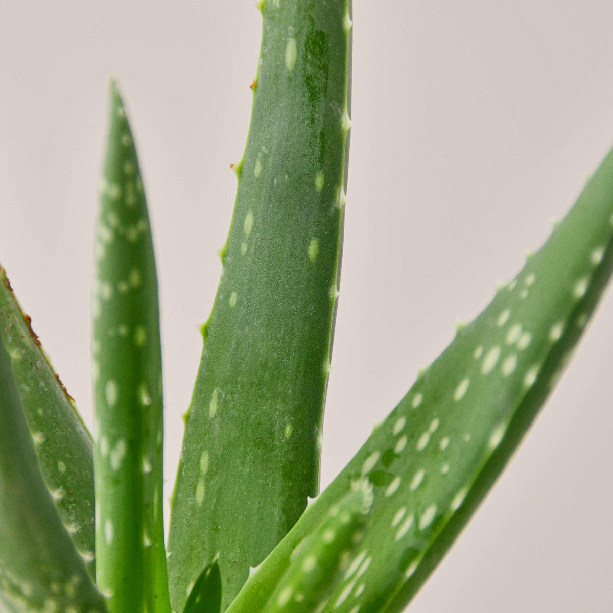 Aloe Vera - BetterGrow Hydro