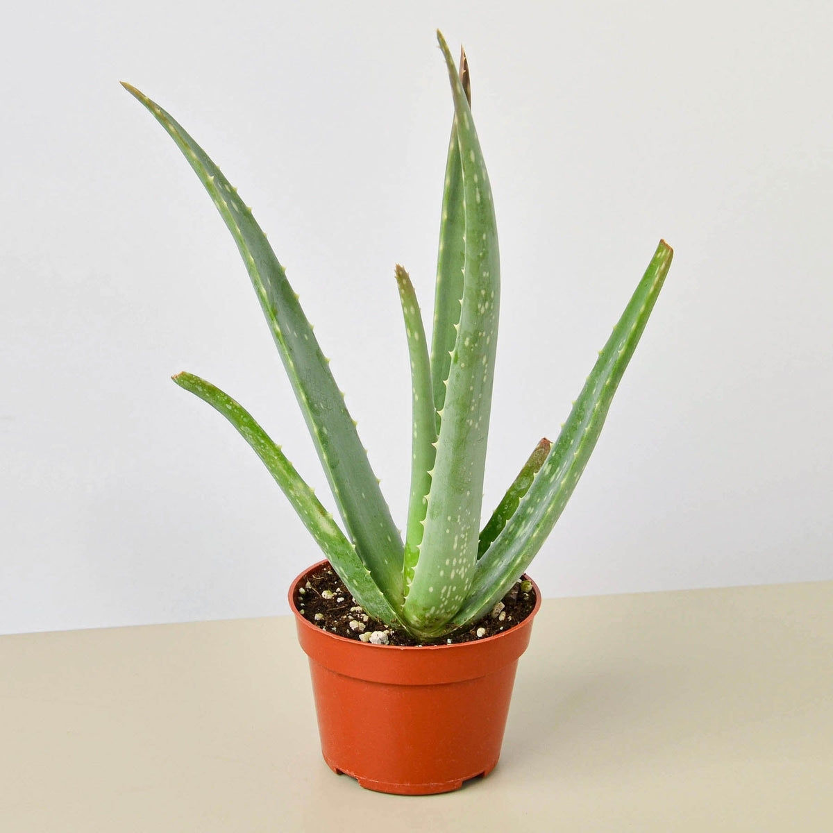 Aloe Vera - BetterGrow Hydro