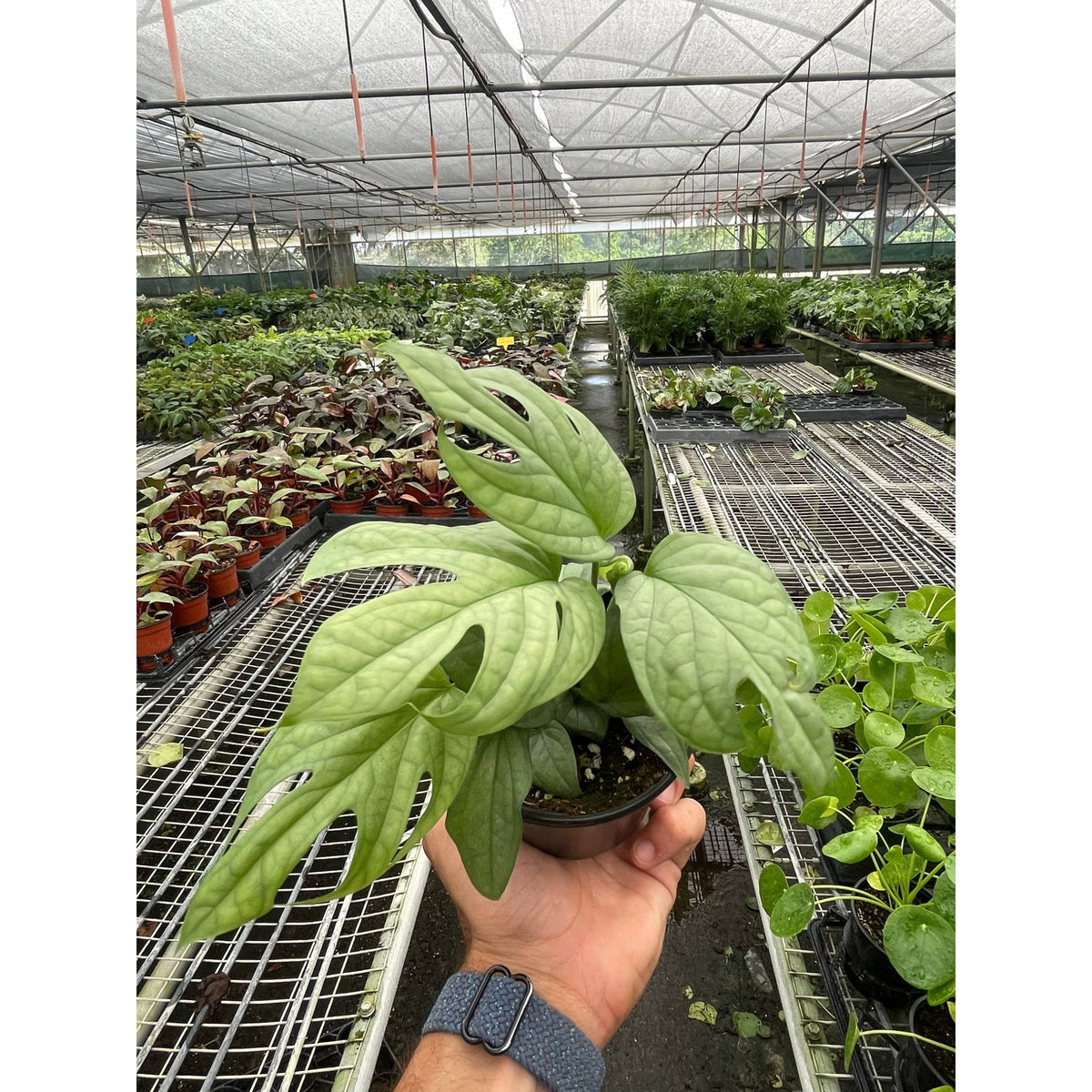Amydrium 'Silver' - BetterGrow Hydro