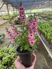 Angelonia - BetterGrow Hydro
