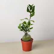 Ant Plant - BetterGrow Hydro