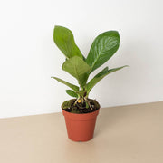 Anthurium 'Cobra' - BetterGrow Hydro
