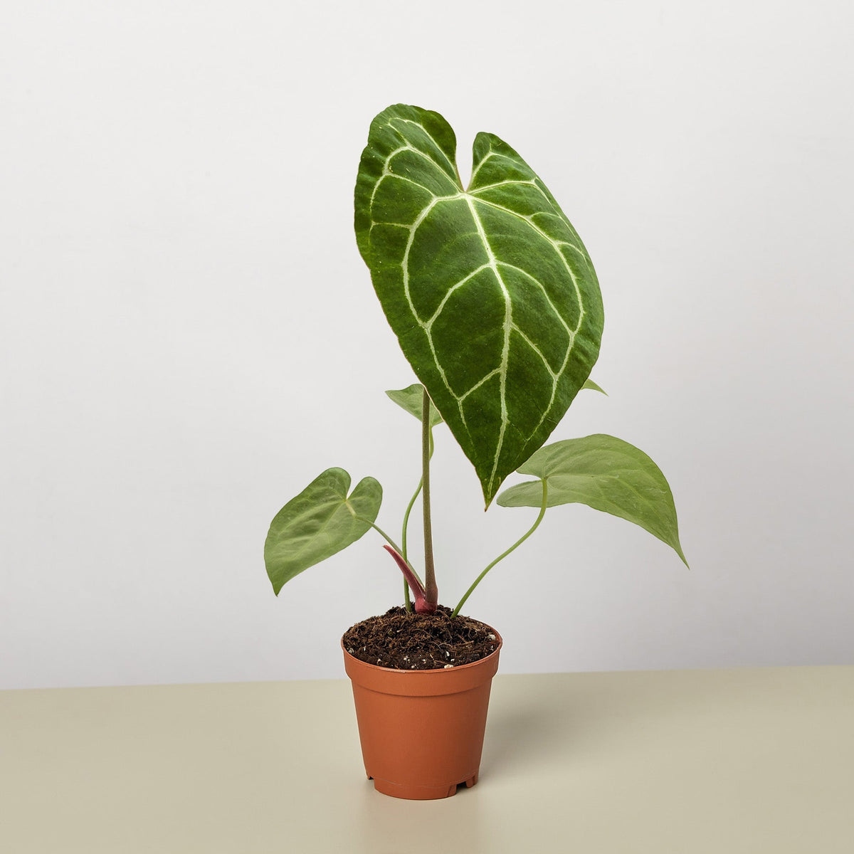 Anthurium Crystallinum - BetterGrow Hydro