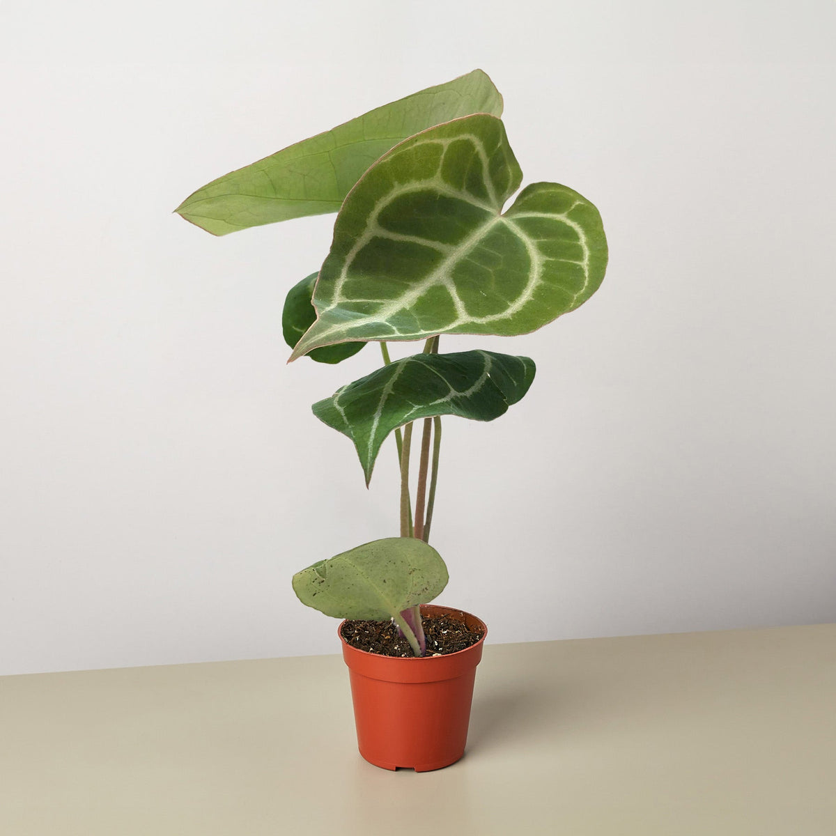 Anthurium Crystallinum - BetterGrow Hydro