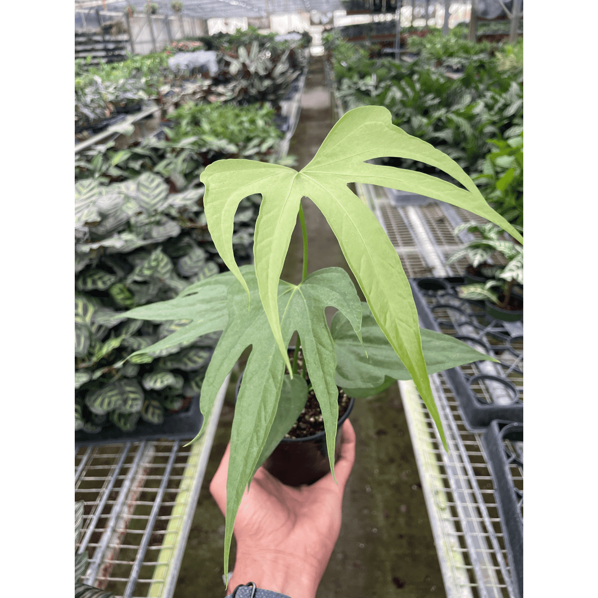Anthurium Fingers - BetterGrow Hydro