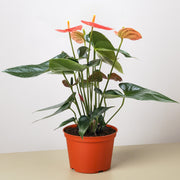 Anthurium 'Orange' - BetterGrow Hydro