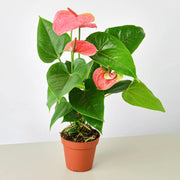 Anthurium 'Pink' - BetterGrow Hydro