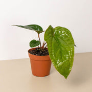 Anthurium 'Radicans x Luxurians' - BetterGrow Hydro