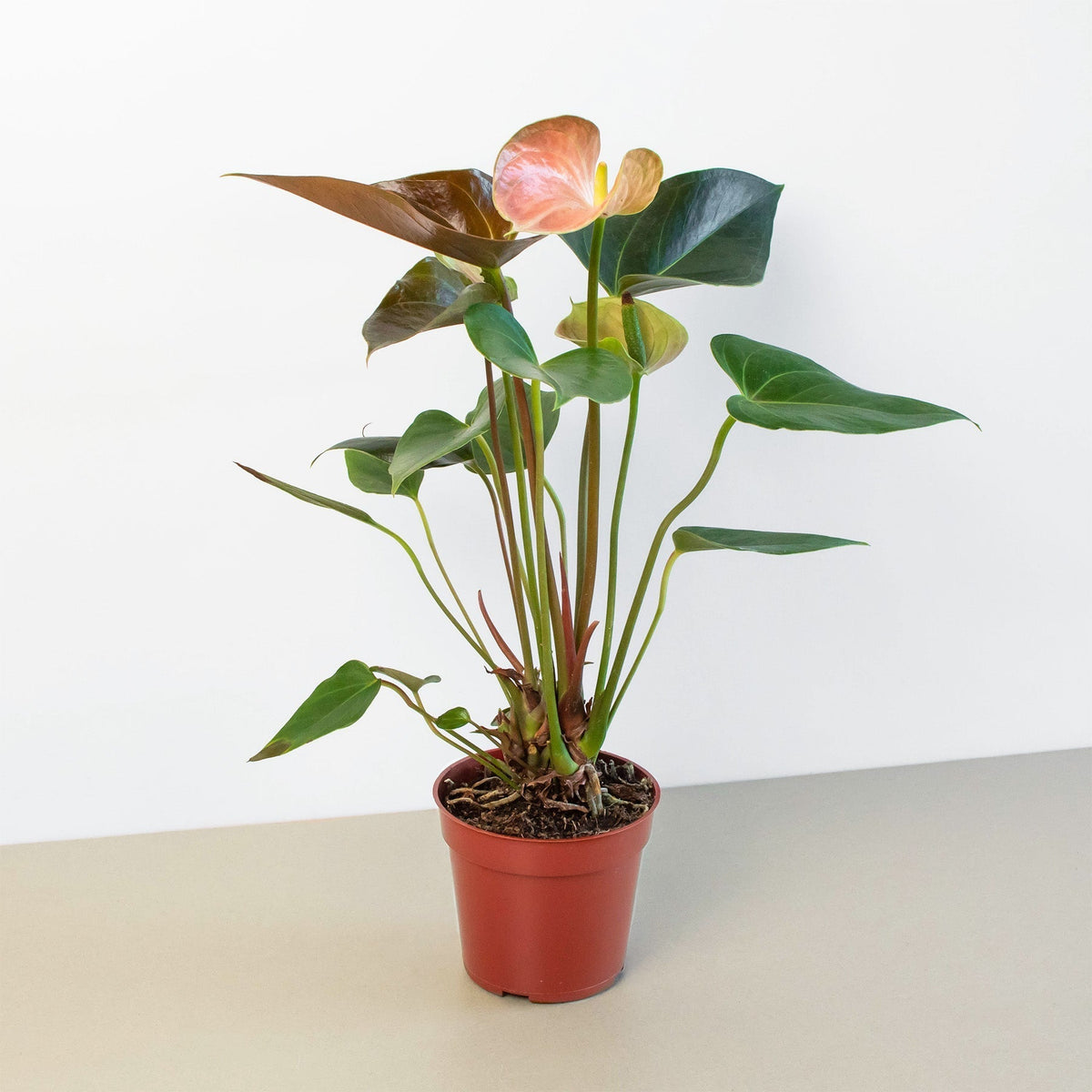 Anthurium Rainbow Champion - 4" Pot - BetterGrow Hydro