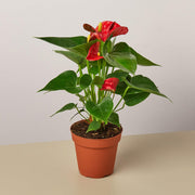Anthurium 'Red' - BetterGrow Hydro